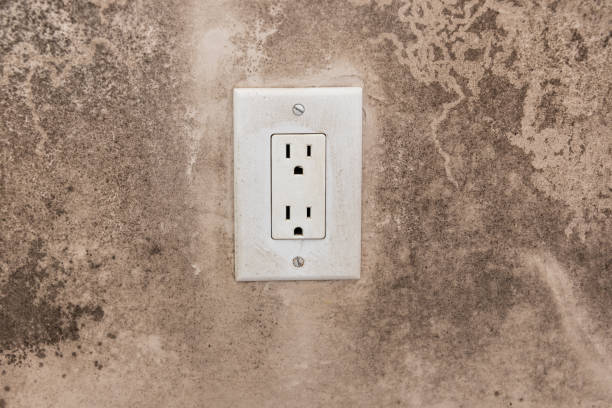 Professional Mold Removal in Flint Hill, MO
