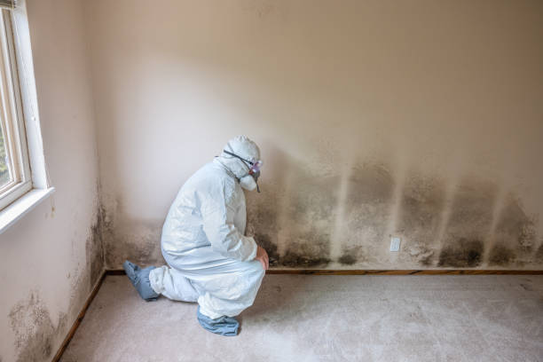 Best Airborne Mold Testing  in Flint Hill, MO